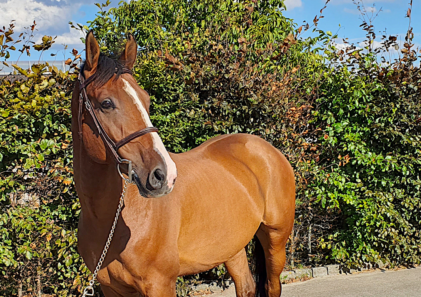 Jumper, hunter and Equitation horses for sale European sporthorses